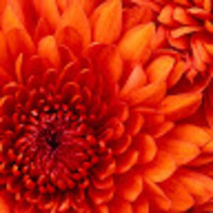 Meet your Posher, Ava